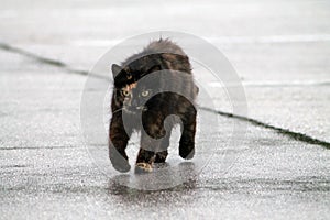 Torty cat on wet pavement