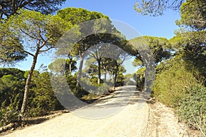 Torunos trail in the Pine forest of Algaida. Bay of Cadiz Natural Park, southern Spain. photo