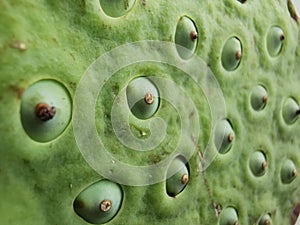 A torus and seeds of lotus flowers that Scientific name: NELUMBO NUCIFERA GAERIN, also known as SACRED LOTUS.