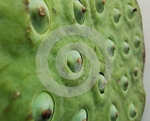 A torus and seeds of lotus flowers that Scientific name: NELUMBO NUCIFERA GAERIN, also known as SACRED LOTUS.