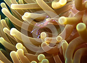 Tosa Commensal Shrimp photo