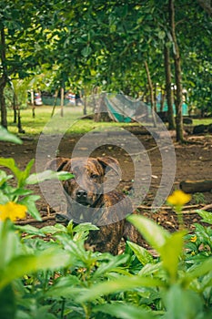 Brown dog among green bushes photo
