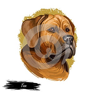 Tosa or Japanese Mastiff dog breed portrait isolated on white. Digital art illustration, animal watercolor drawing of hand drawn