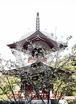 Cherry blossoms and red pagoda at Shoryuji, temple number 36 of Shikoku pilgrimage