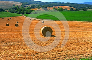 Toscana Landscape