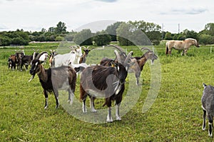 Herd of goats