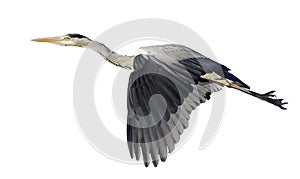 Flying Grey heron bird ~