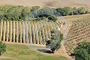 Toskana vineyard