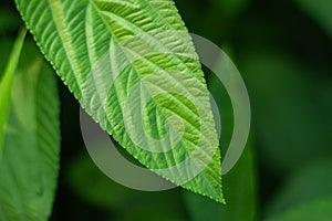 Tossa jute, leaf or Corchorus olitorius from annual herbaceous plant