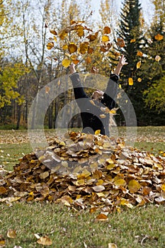 Tossing Leaves