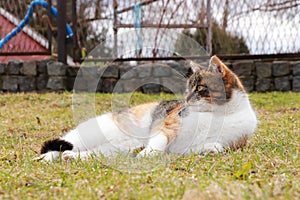 Total inaction. Everyday idleness after dinner. Duty break in work. Colored domesticated kitten lies at the garden and waits on