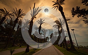 Total solar eclipse, palm avenue in resort city photo