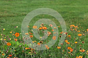 Total Tangerine Avens Flower