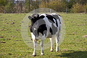 Total view on a grass area with one black and white cow in niederlangen emsland germany