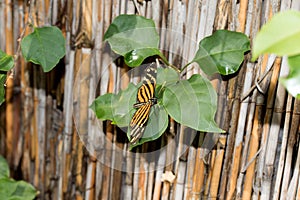 Totalview of a monarch falter butterfly photographed in a glasshouse