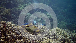 Totan triggerfish Balistoides viridescens, fish swims over a coral reef, Red Sea, Egypt