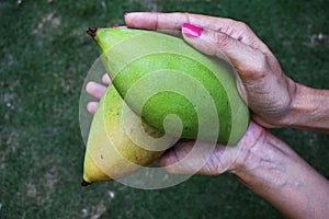 Totapuri mango or Ginimoothi mango, magnifera indica held in female hand, photo