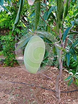 Totapuri row mango tree with natural background photo