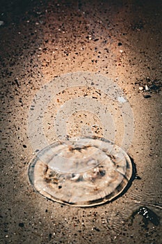 Tote Qualle am Strand