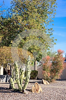 Totem Pole Cacti and Sticks on Fire in Xeriscaping