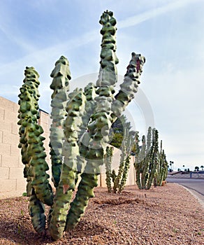Totem Pole cacti at xeriscaped road side photo