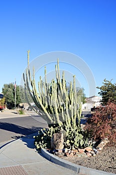 Totem Pole cacti at xeriscaped street corner photo
