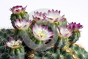 Totem Pole Cactus Lophocereus Schottii Monstrosus On White Background. Generative AI photo