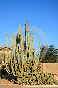 Totem Pole and Spineless Prickly Pear Cacti in Xeriscaping