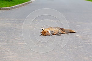 Toter Fuchs , Red fox (Vulpes vulpes) dearh on the road