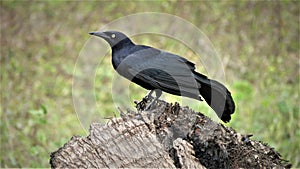 Toti black birds of Cuba photo