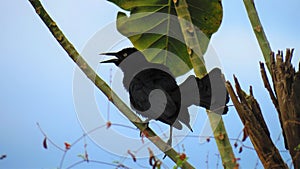 Toti singing on a branch photo