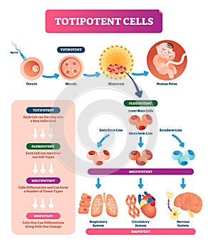 Totipotent cells vector illustration. Multi, uni and pluripotent diagram.