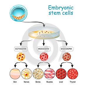 From Totipotent to Pluripotent, Multipotent, and Unipotent cell. endoderm, mesoderm and ectoderm