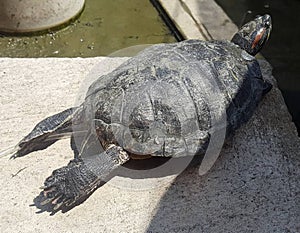 Toto turtles sunbathing