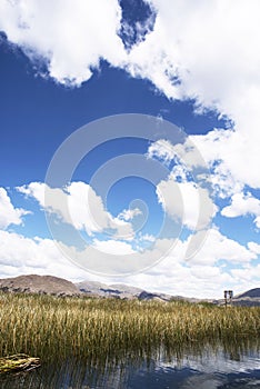 Totora plantation Puno View from the Cruise Boat of Lake Titicaca, Puno, Peru, South America