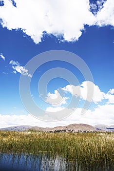 Totora plantation Puno View from the Cruise Boat of Lake Titicaca, Puno, Peru, South America