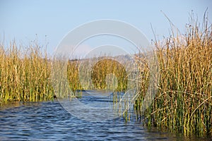 Totora reeds growing in Lake Titicaca