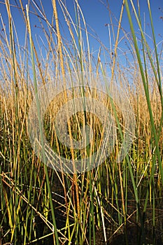 Totora reeds growing in Lake Titicaca