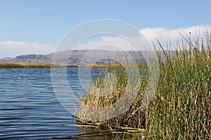 Totora reeds growing in Lake Titicaca