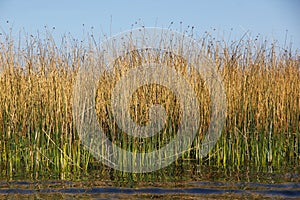 Totora reeds growing in Lake Titicaca