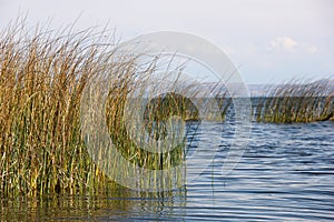 Totora reeds growing in Lake Titicaca photo