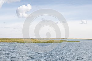 Totora Reeds On Lake Titicaca, Peru