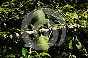 Totumo fruit hanging on tree photo