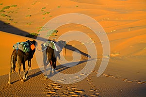 Touareg and camels photo