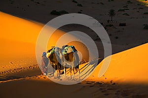 Touareg and camels photo