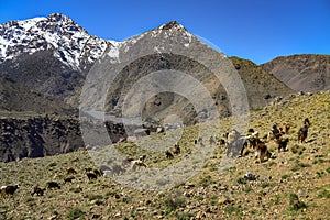 Toubkal mountain peak and goats in the foothills, Morocco landscape