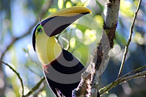 Toucan