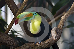 Toucan