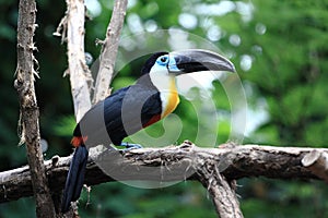 Toucan photo