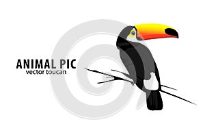 Toucan